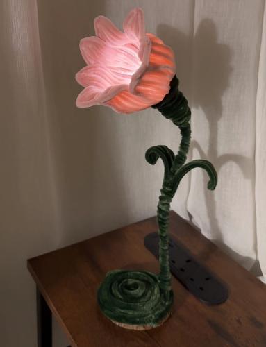 بينك توليب - Pink tulip