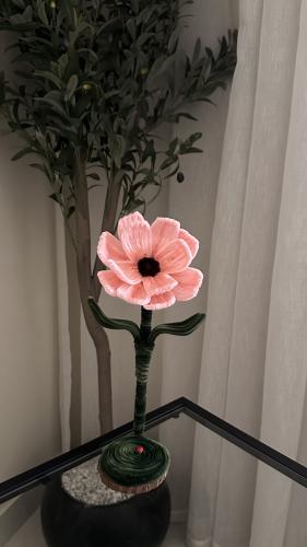 انيمون - Anemone