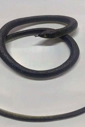 مقلب الثعبان