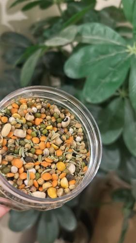 بذور البذاير الاصليه 100%