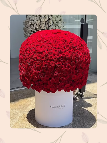 بوكس الجوري الاحمر. دوران