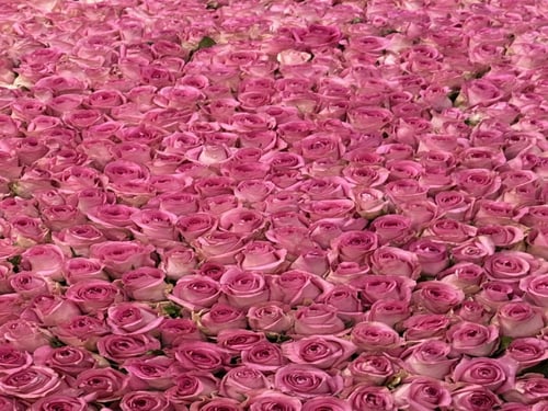 باقة الجوري 1000 ورده