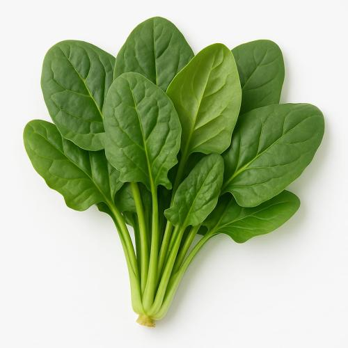 سبانخ