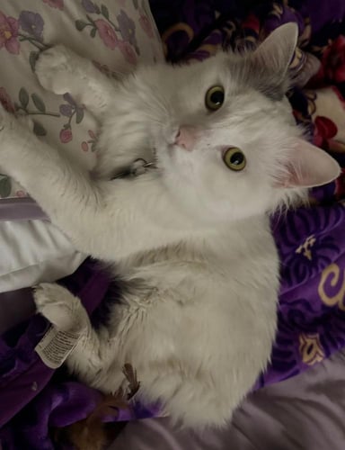 قطين ذكور للتبني في القصيم كلاودي وايروس