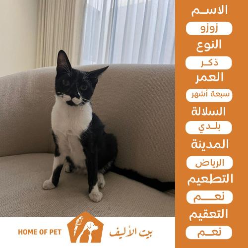 قط ذكر للتبني في الرياض زوزو