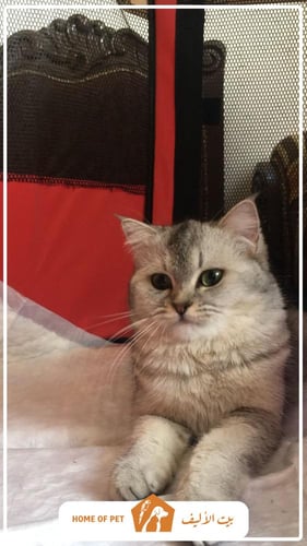 فندقة قطط بجدة Cat Mama