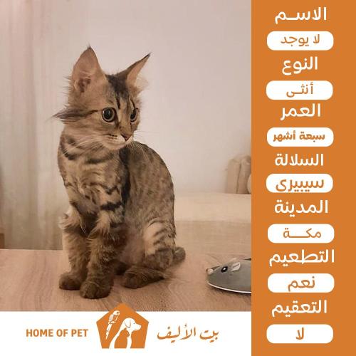 قطة انثى للتنبي في مكة