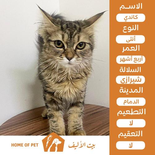 قطة أنثى للتبني في الدمام كاندي