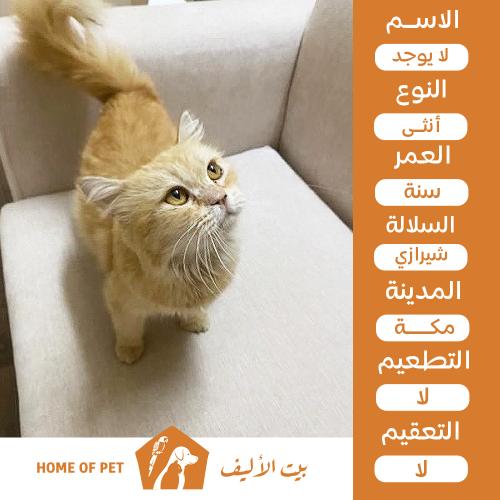 قطة أنثى للتنبي في مكة