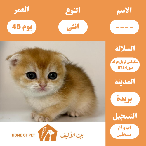 قط انثى للبيع في بريده