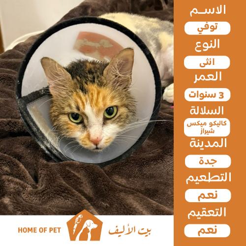 قطة انثي للتنبي في جدة توفي