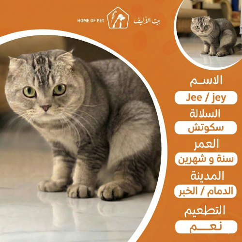 قط فندقة تزاوج بالدمام -الخبر jee