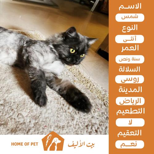 قطة أنثى للتنبي في الرياض شمس