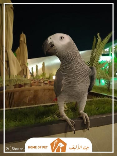 فندقة طيور في الهنوف