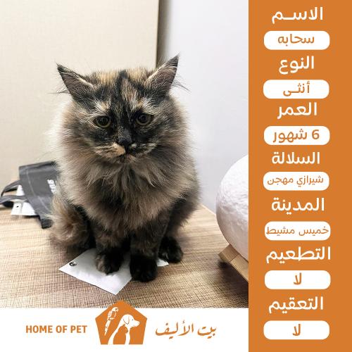 قطة أنثى للتنبي في خميس مشيط سحابه