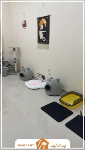 فندقة قطط بالرياض والخرج سكرة