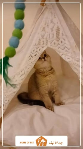 فندقة قطط بجدة