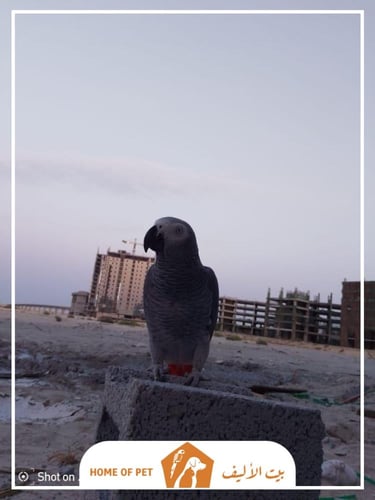 فندقة طيور في الهنوف