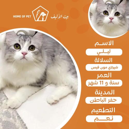 قط فندقة تزاوج بحفر الباطن ليلى