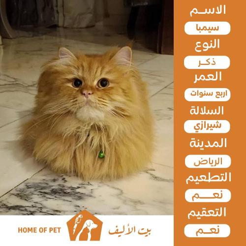 قط ذكر للتبني في الرياض سيمبا