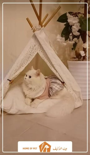 فندقة قطط بجدة