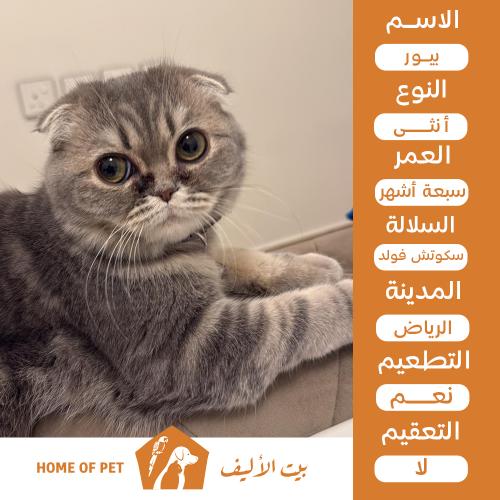 قطة أنثى للتبني في الرياض بيور