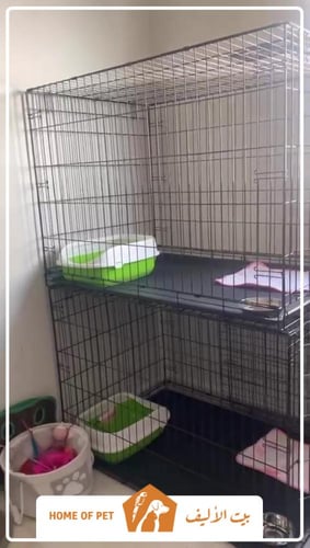 فندقة قطط بجدة CALICO