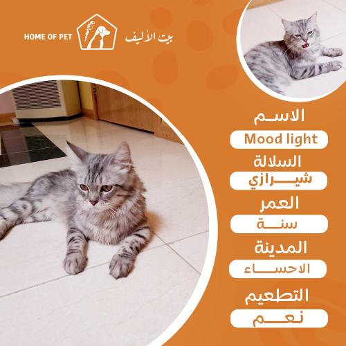 قط فندقة تزاوج بالاحساء Moon light