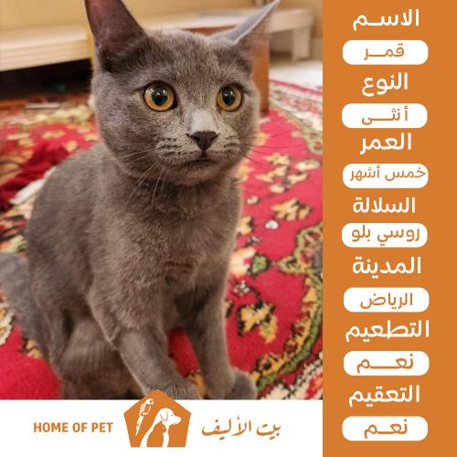 قطة أنثى للتبني في الرياض قمر