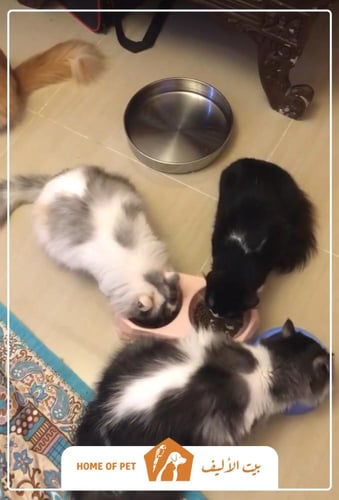 فندقة قطط بجدة Cat Mama