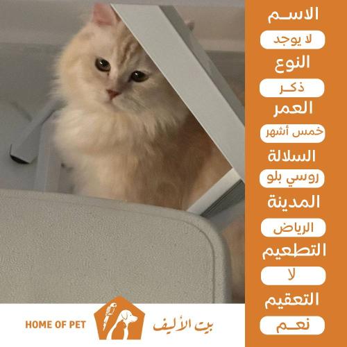 قط ذكر للتبني في الرياض لولو