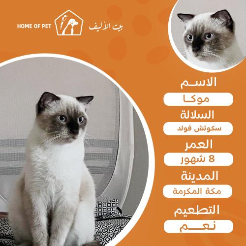 قط فندقة تزاوج بمكة المكرمة موكا