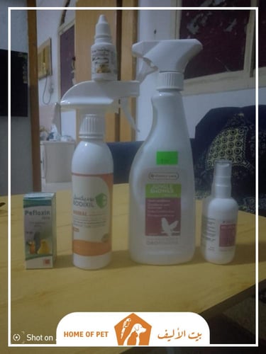 فندقة طيور في الهنوف