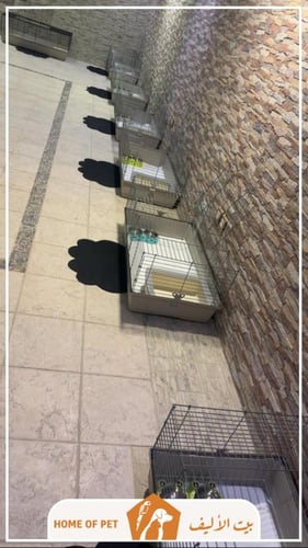 فندقة قطط بالرياض مهرة