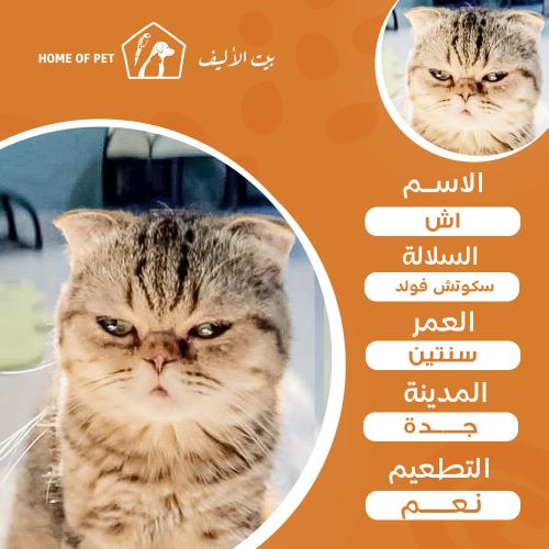 قط فندقة تزاوج بجدة اش