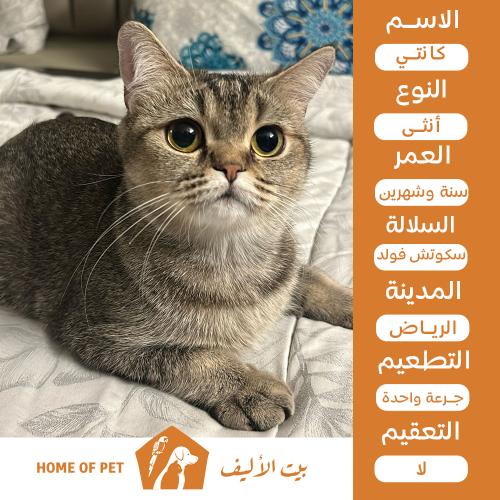 قطة أنثى للتبني بالرياض كانتي