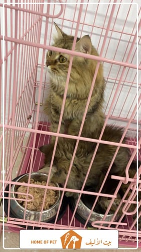 فندقة قطط بجازان KANDY HOTEL