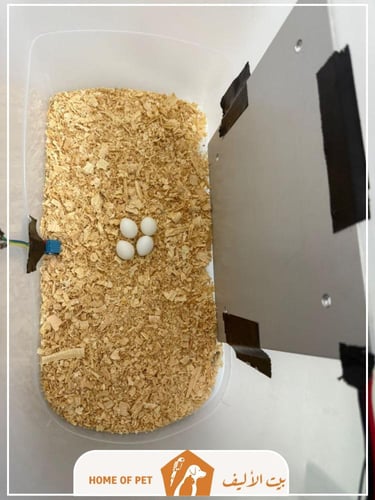 فندقة تحضين بيض للطيور والزواحف بجدة