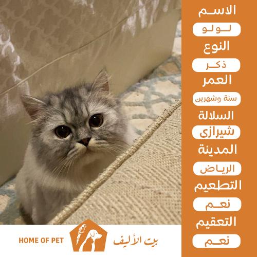 قط ذكر للتبني في الرباض لولو