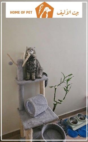 فندقة قطط بالدمام