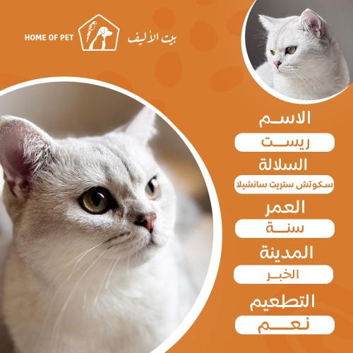 قط فندقة تزاوج بالخبر ريست