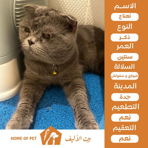 قط ذكر للتنبي في جدة نعناع