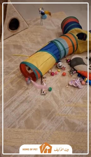 فندقة قطط بجدة