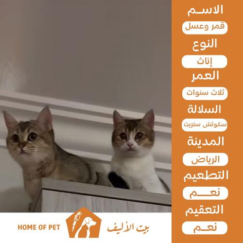 قطتين إناث للتبني في الرياض قمر وعسل