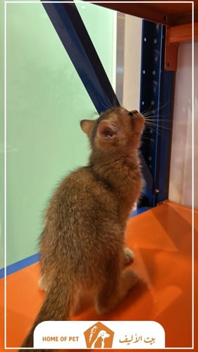 قطة أنثى للتنبي في بريدة