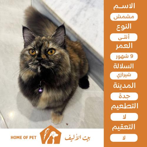 قطة أنثى للتنبي في جدة مشمش