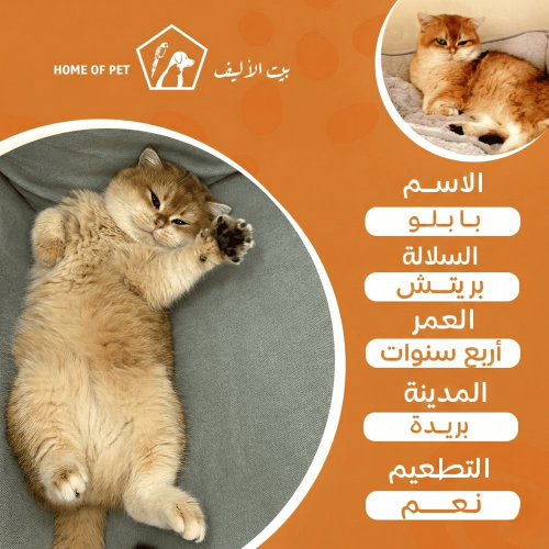 قط فندقة تزاوج بالقصيم بابلو