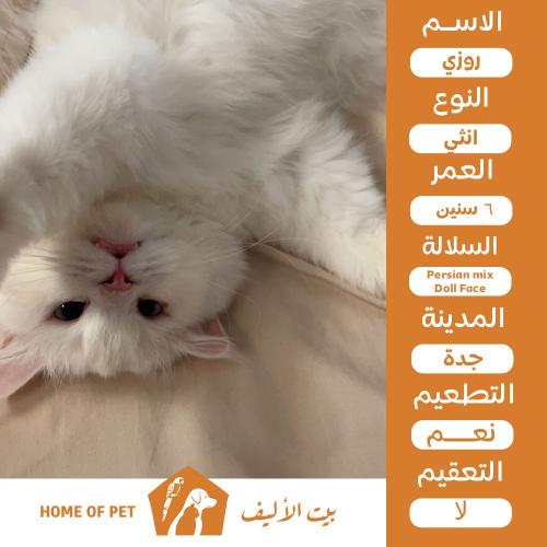 قط انثى للتبني في جده روزي