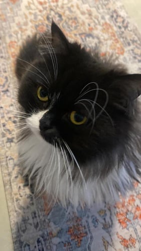 قط ذكر للتنبي في الخبر سـلڤـستر