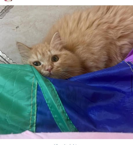 فندقة قطط بجدة كاتي